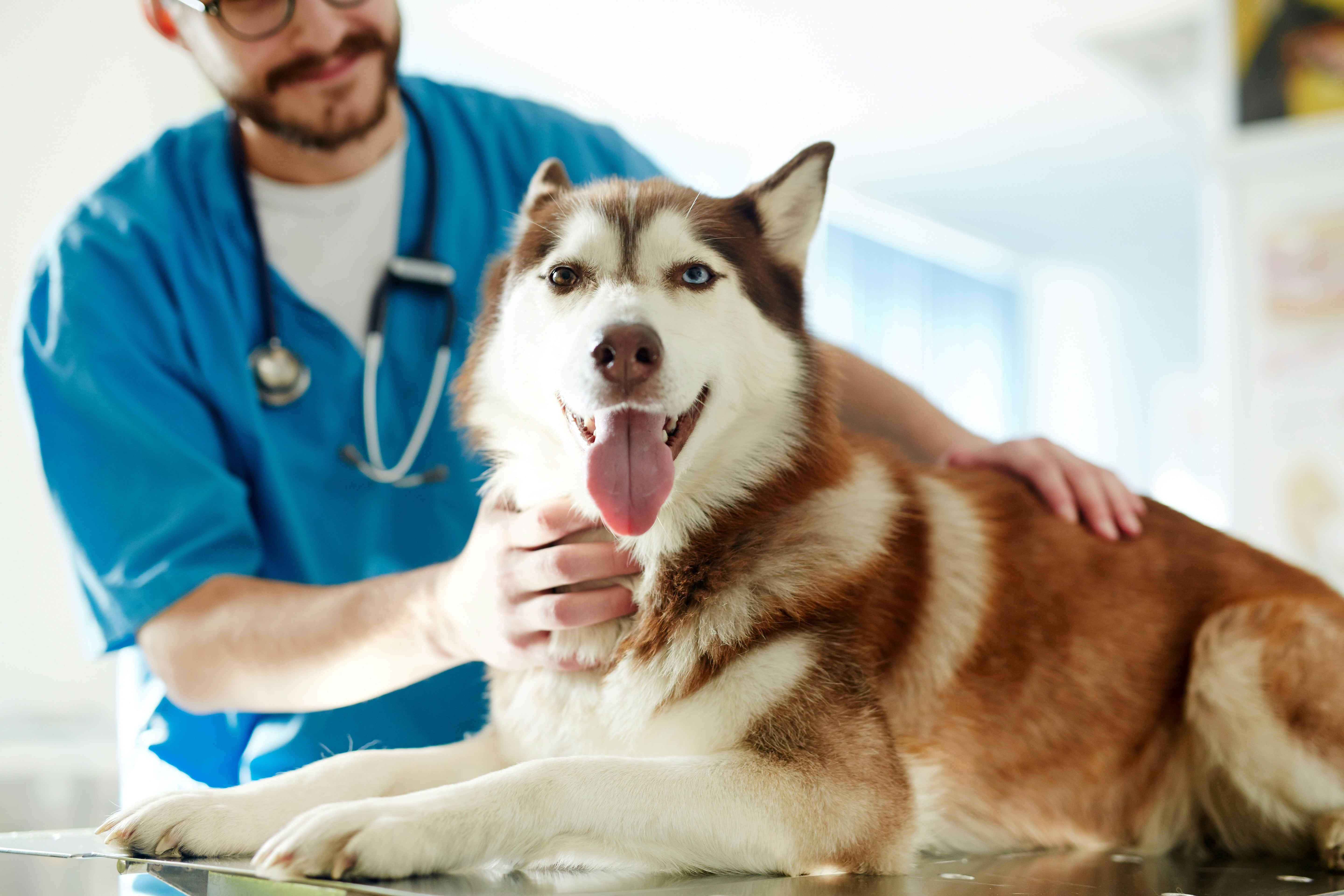 Signs of Joint Pain in Dogs Every Owner Should Know