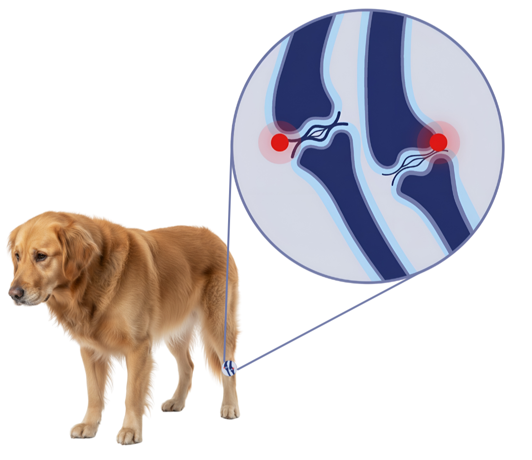 Best Hip & Joint Supplements for Dogs – Improve Mobility & Relieve Pain