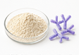 Bifidobacterium Animalis