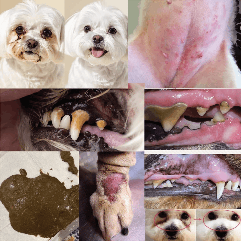 Welltail Probiotic+ for dogs